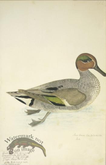 222 Swedish Birds . Anas Crecca.Eurasian Teal or Common Teal